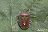 bessenschildwants (dolycoris baccarum)