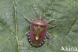 bessenschildwants (dolycoris baccarum)