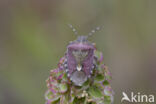 dolycoris baccarum