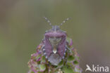 bessenschildwants (dolycoris baccarum)