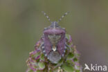 dolycoris baccarum