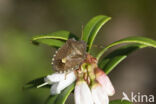 bosbesschildwants (rubiconia intermedia)