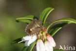 rubiconia intermedia