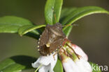 rubiconia intermedia