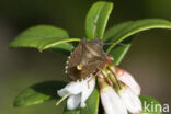 bosbesschildwants (rubiconia intermedia)