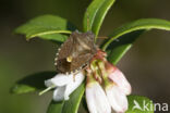 bosbesschildwants (rubiconia intermedia)