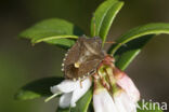 rubiconia intermedia