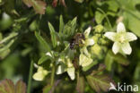 heggenrankbij (andrena florea)
