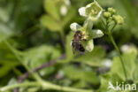 heggenrankbij (andrena florea)