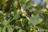 heggenrankbij (andrena florea)