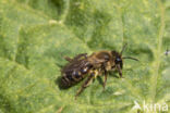 heggenrankbij (andrena florea)