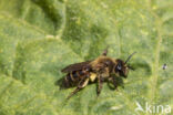 heggenrankbij (andrena florea)