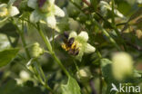 heggenrankbij (andrena florea)