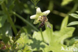 heggenrankbij (andrena florea)