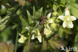 heggenrankbij (andrena florea)