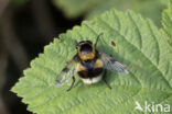 Gewone hommelreus (Volucella bombylans)