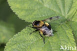 Gewone hommelreus (Volucella bombylans)