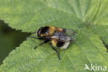 Gewone hommelreus (Volucella bombylans)