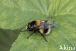 Volucella bombylans