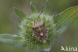 knoopkruidschildwants (carpocoris purpureipennis)