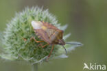 knoopkruidschildwants (carpocoris purpureipennis)