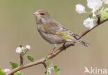 Groenling (Carduelis chloris)
