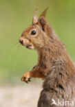 Red Squirrel (Sciurus vulgaris)