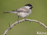 Glanskop (Parus palustris)