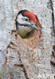 Great Spotted Woodpecker (Dendrocopos major)