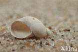 Small Amber Snail (Succinea oblonga)
