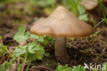 Harde voorjaarssatijnzwam (Entoloma clypeatum)