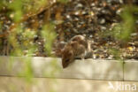 Bruine rat (Rattus norvegicus)