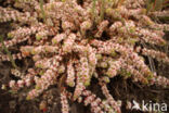 Coral Necklace (Illecebrum verticillatum)