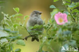 Huismus (Passer domesticus)