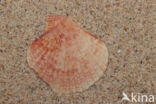 Wijde mantel (Aequipecten opercularis)