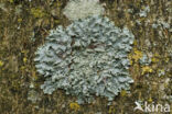 Powdered speckled shield lichen