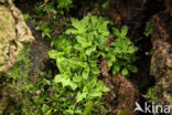 Small Hairy Screw-moss (Syntrichia laevipila)