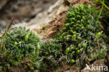 Grey-cushioned Grimmia (Grimmia pulvinata)