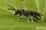 Lasioglossum pallens