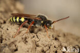 Wasp-bee (Nomada marshamella)