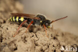 Donkere wespbij (Nomada marshamella)