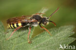 Wasp-bee (Nomada marshamella)