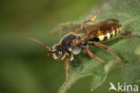 Wasp-bee (Nomada marshamella)