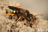 Wasp-bee (Nomada sexfasciata)