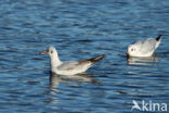 Black-headed Gull (Larus ridibundus)