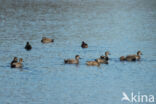 Gadwall (Anas strepera)