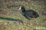 Common Coot (Fulica atra)