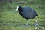 Common Coot (Fulica atra)