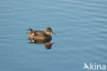 Gadwall (Anas strepera)