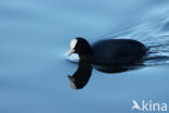 Meerkoet (Fulica atra)